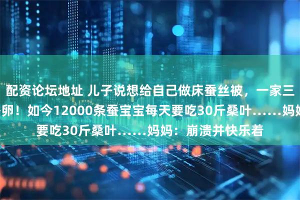 配资论坛地址 儿子说想给自己做床蚕丝被，一家三口网购了1万粒蚕卵！如今12000条蚕宝宝每天要吃30斤桑叶……妈妈：崩溃并快乐着